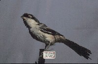 藏品(棕背伯勞)的圖片